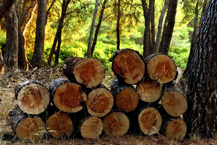 Balade Nature : de l'utilisation des arbres Parc naturel de Trousse-Bois à Briare Briare
