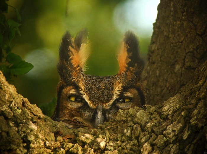Les oiseaux de nos forêts: zoom sur les rapaces Parking de la forêt d'Etrechy