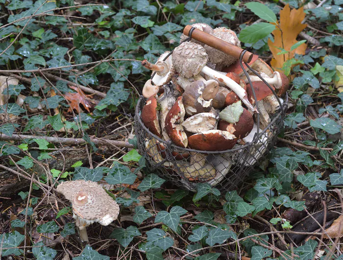 Randonnée nature automnale et recherche de champignons Parking de la Forêt régionale de Galluis Frémainville