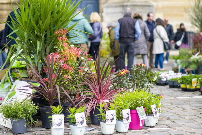 Découverte des plantes sauvages comestibles Place de la Cathédrale Saint-Louis Versailles