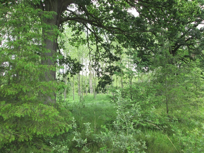 Dans le cadre de Nuits des Forêts : Gestion d’une forêt périurbaine en Île-de-France Propriété régionale du Bois de Brou Brou-sur-Chantereine