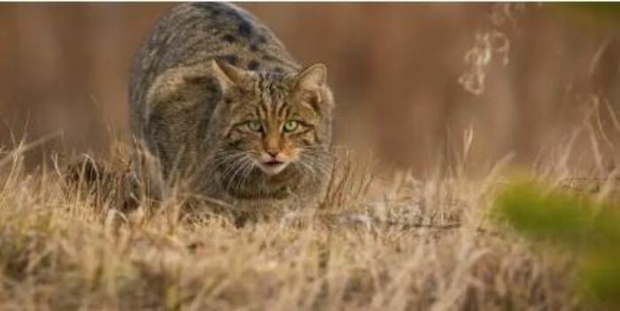 Conférence : rencontre avec le Chat sauvage Relais Nature du Parc de la Deûle Santes