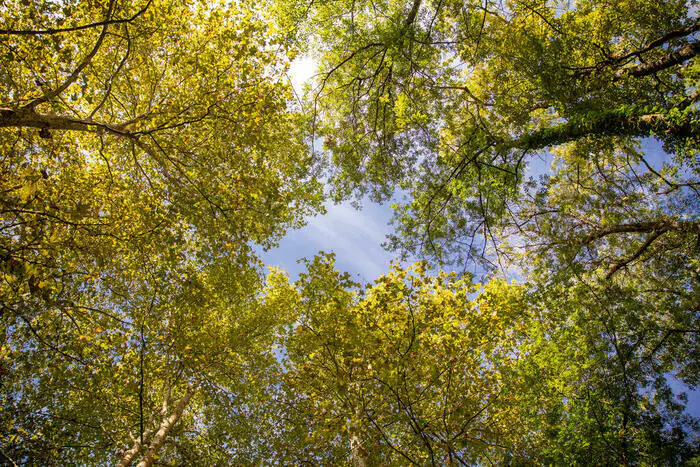 Propriétés des arbres et arbustes à travers la gemmothérapie Saint-Médard-en-Jalles - Lieu de départ communiqué par l'association à l'inscription Saint-Médard-en-Jalles