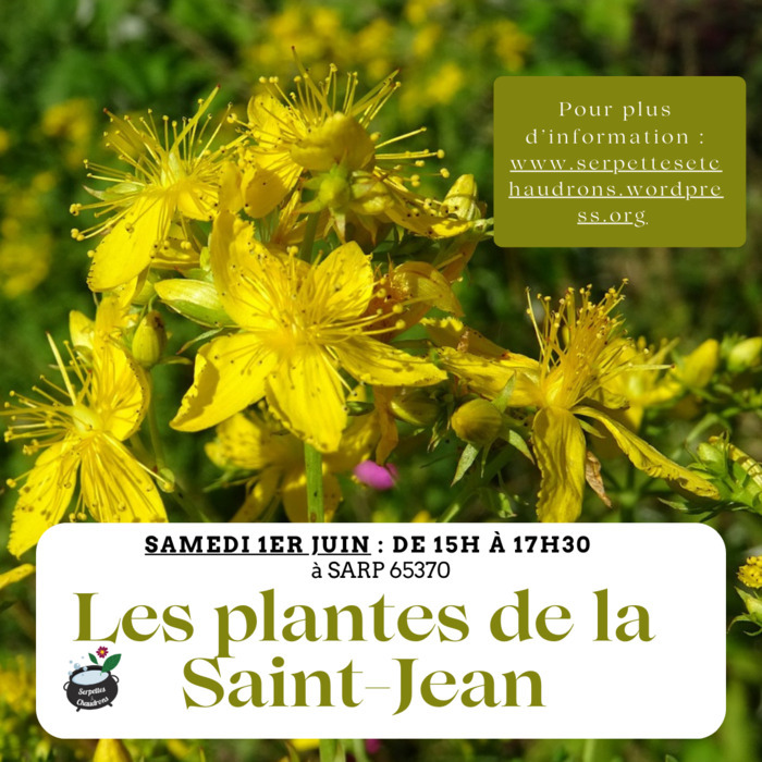 Découverte des plantes de la Saint-Jean dans notre jardin ethnobotanique Serpettes et Chaudrons Sarp