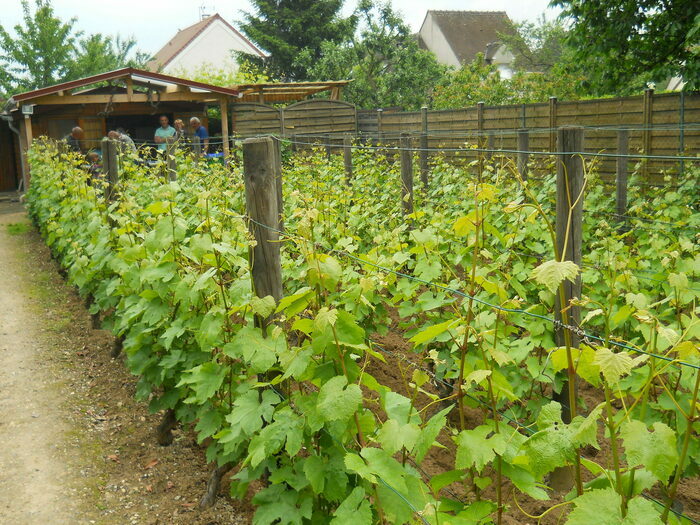 Découverte de la vigne de Saint-Martin avec dégustation de Ginglet 2023 Vigne du plateau Saint-Martin Pontoise