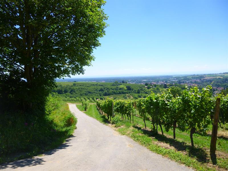 Circuit viticole sans frontière Wissembourg Grand Est
