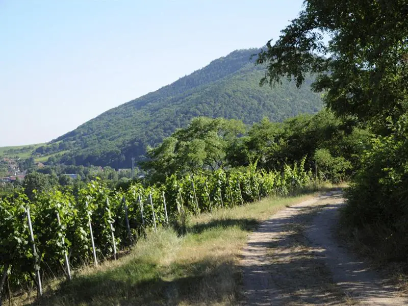 Sentier viticole de Scherwiller Scherwiller Grand Est