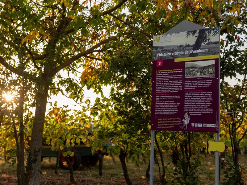 Circuit de randonnée: Sentier viticole de Wuenheim Wuenheim Grand Est