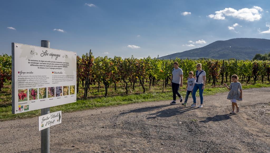 Sentier viticole d'Ottrott Ottrott Grand Est