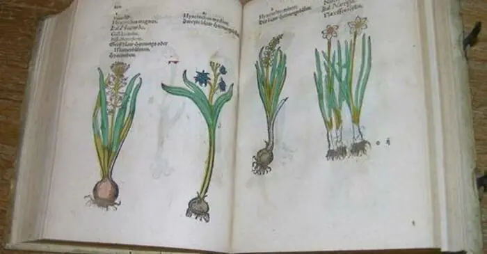 Précieux herbiers Bibliothèque des Dominicains Colmar
