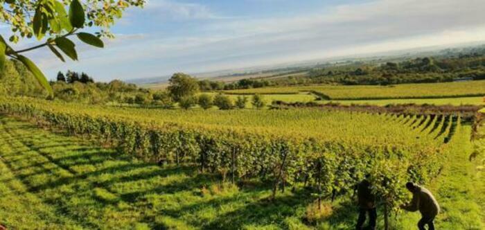 A la découverte du domaine viticole de la Goulotte ! DOMAINE DE LA GOULOTTE Saint-Maurice-sous-les-Côtes