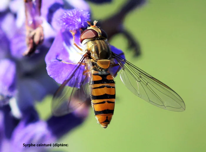 Sortie ENS SPIPOLL "A la découverte des pollinisateurs"
