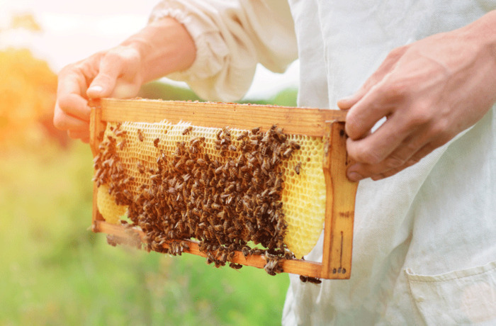 Démonstration: du jardin à la ruche Jardin Bossuet Meaux