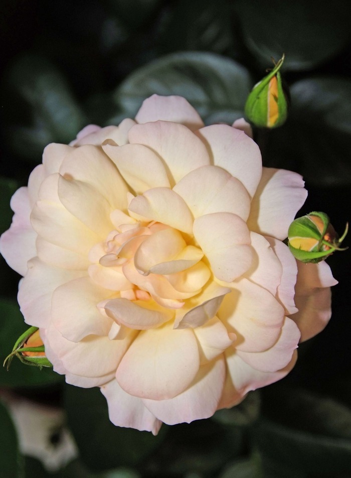 Tresser et créer son cadre végétal Jardin des 5 roses Talant
