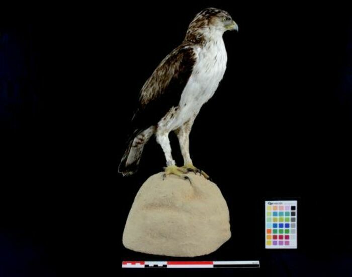 Visite guidée « L’aigle de Bonelli : une espèce patrimoniale » Jardin du Las - Muséum Départemental du Var Toulon