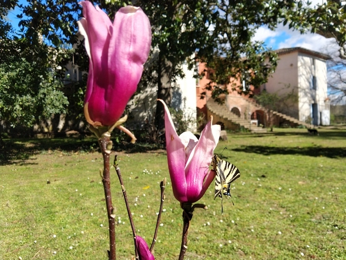 Visite commentée : Parc fleuri du Mas de Bruguerolle Jardin du Mas de Bruguerolle Saint-Ambroix