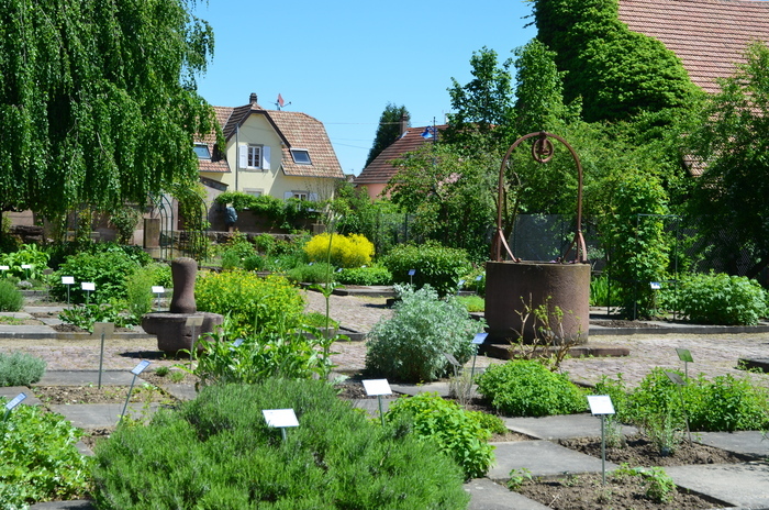 Découverte libre d'un jardin monastique et visite guidée de l'abbatiale d'Eschau Jardin monastique de plantes médicinales Eschau