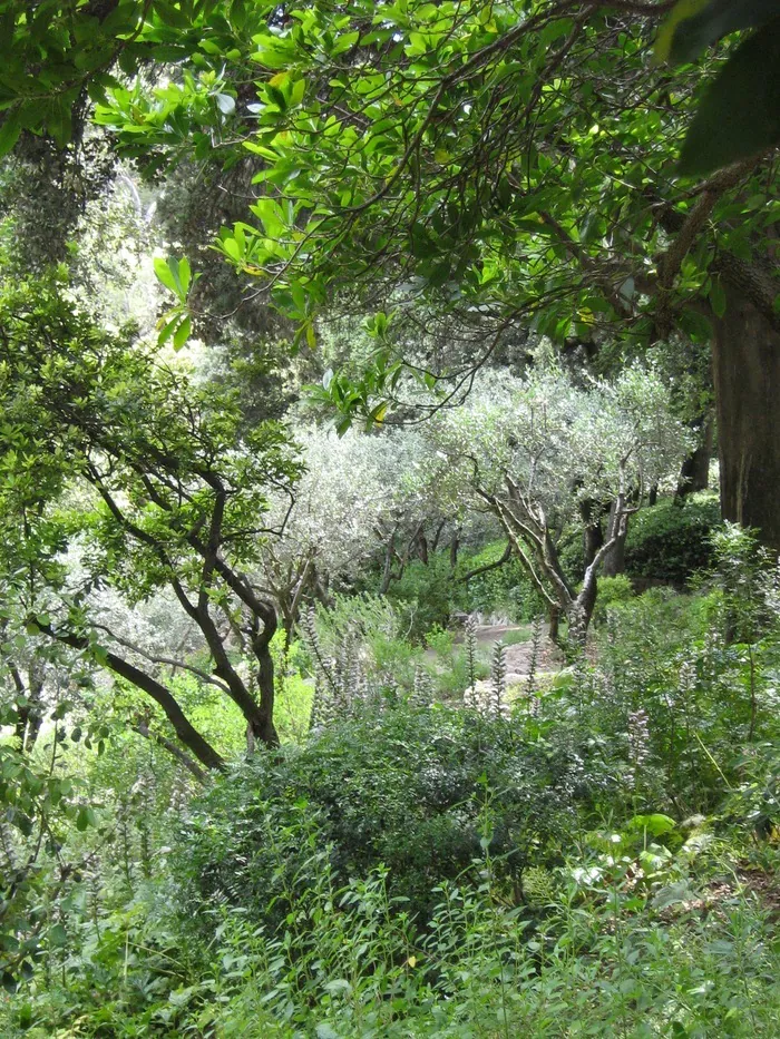 Visite botanique Jardins de la Fontaine Nîmes
