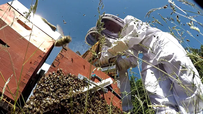 Immersion dans l'apiculture bio et paysanne ! L'Arc en Miel Saint-Affrique