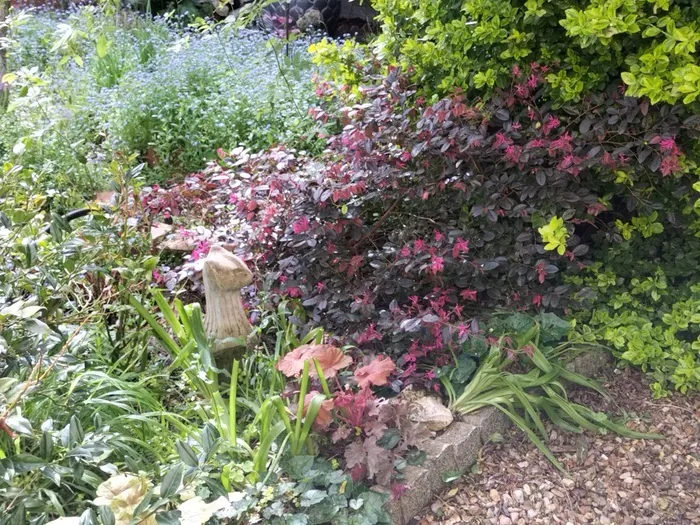 Entretenir son jardin coloré et fleuri presque toute l'année Le jardin d'Isa Taverny