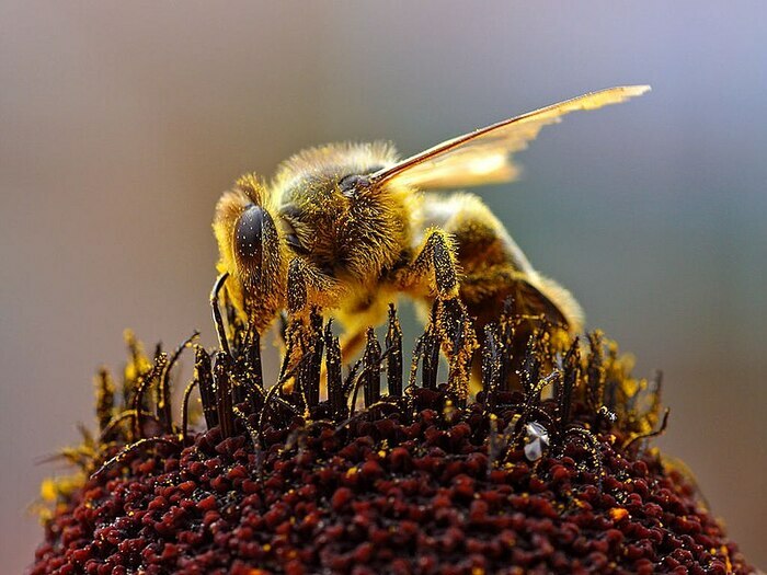 Les bienfaits du miel et du pollen ! Le kiosque Chantepie Chantepie