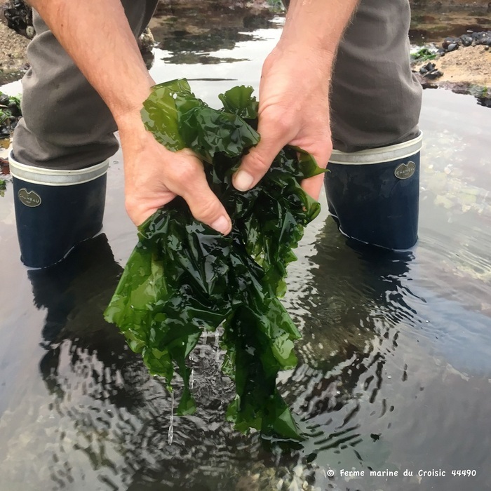 Atelier initiation à la cueillette des algues alimentaires Les Jardins de la Mer Le croisic