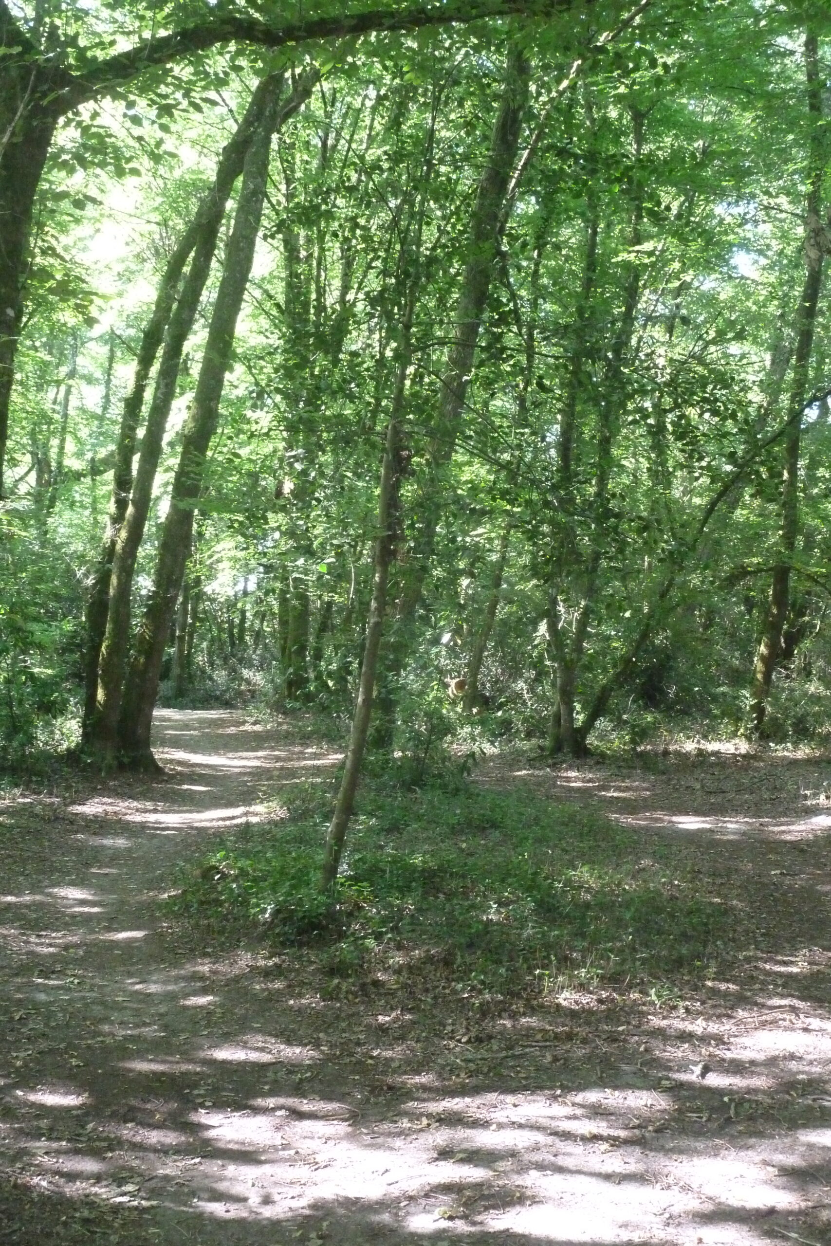 Balade à roulettes : Bois de Laburthe Gradignan Nouvelle-Aquitaine