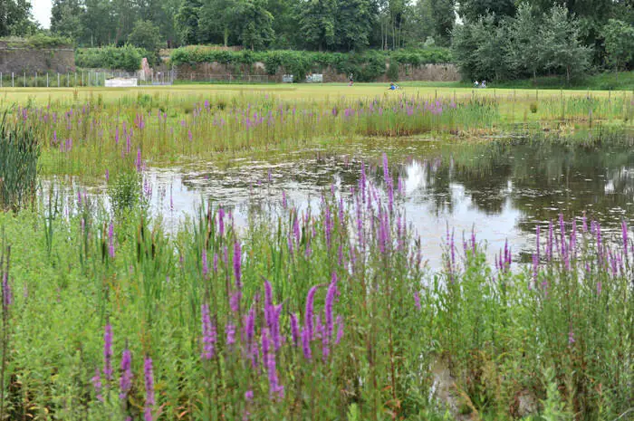 A la (re)découverte des plantes sauvages Parc de la Citadelle Lille