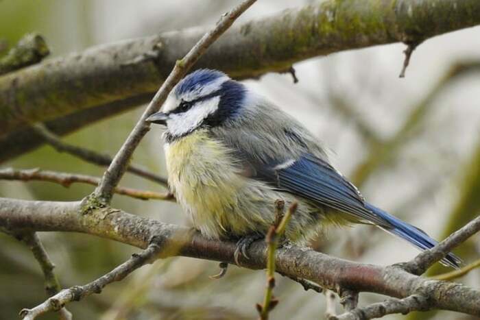 Sortie Nature - "Quels oiseaux se cachent dans la forêt?" Parc Départemental de Sully-sur-Loire Sully-sur-loire
