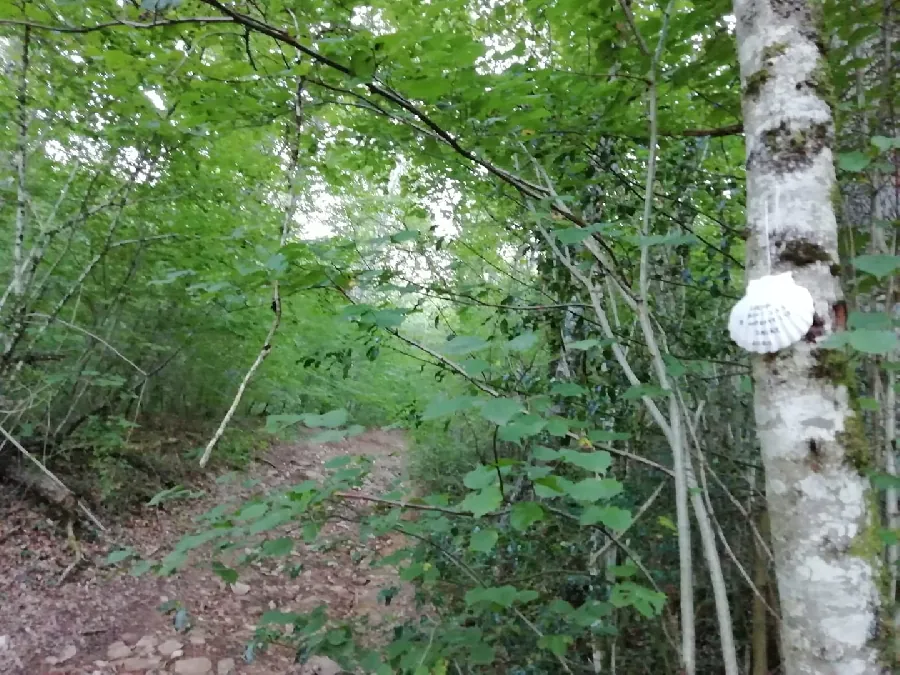 VTT - Circuit 6 Le Bois De L'ours Rodez Occitanie