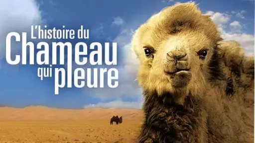 Séance Ciné-débat  L’histoire du chameau qui pleure