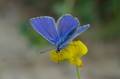 Sortie nature : Liens intimes entre flore et papillons