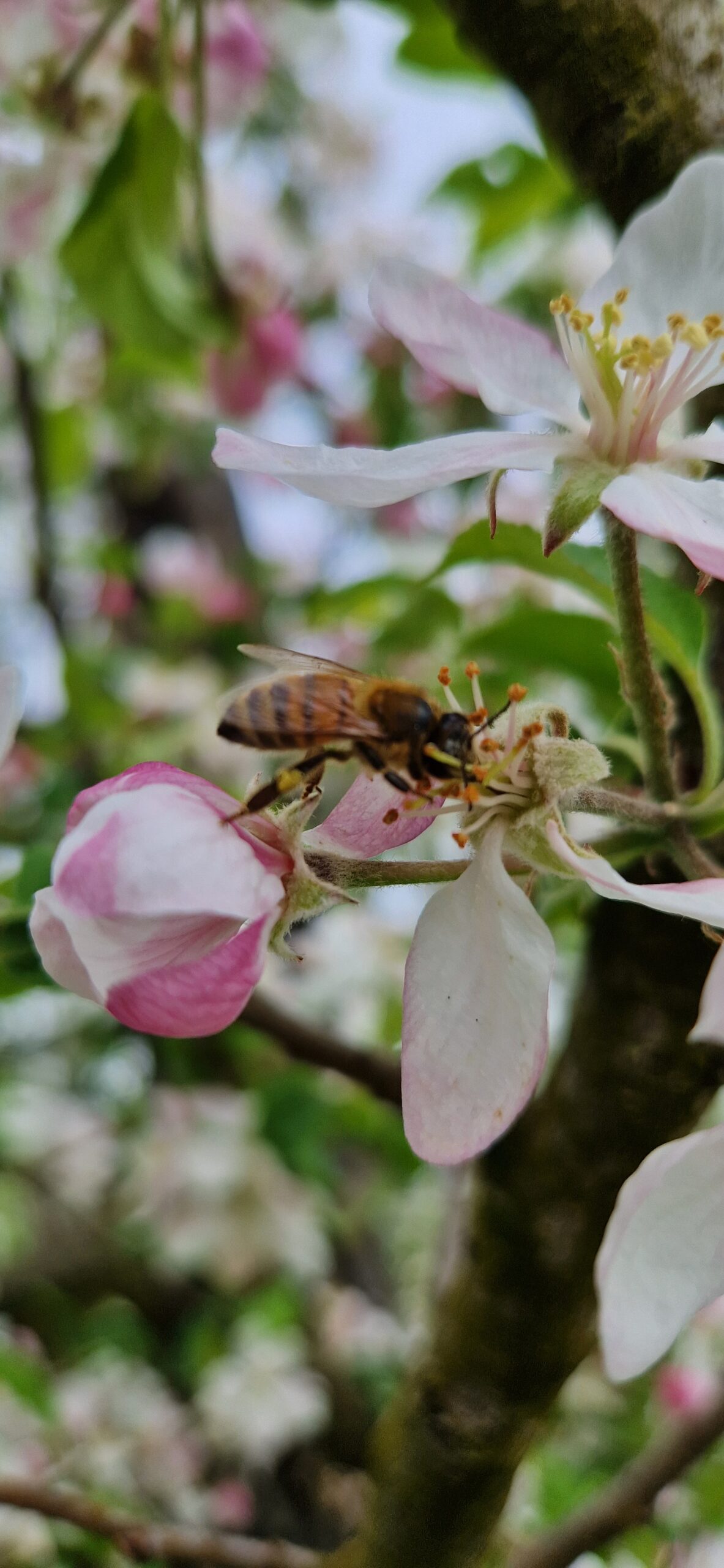 Les insectes pollinisateurs du verger