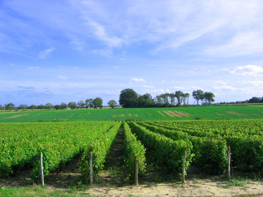 Entre vignobles et hameaux Quincy Centre-Val de Loire