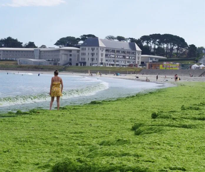 algues vertes marées vertes agroalimentaire breton agrobusiness Bretagne