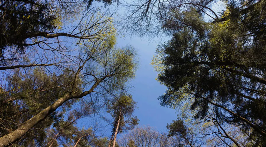 arbre espace des sciences